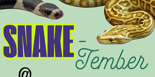Graphic image showcasing two snakes with the text, "Snake-tember."